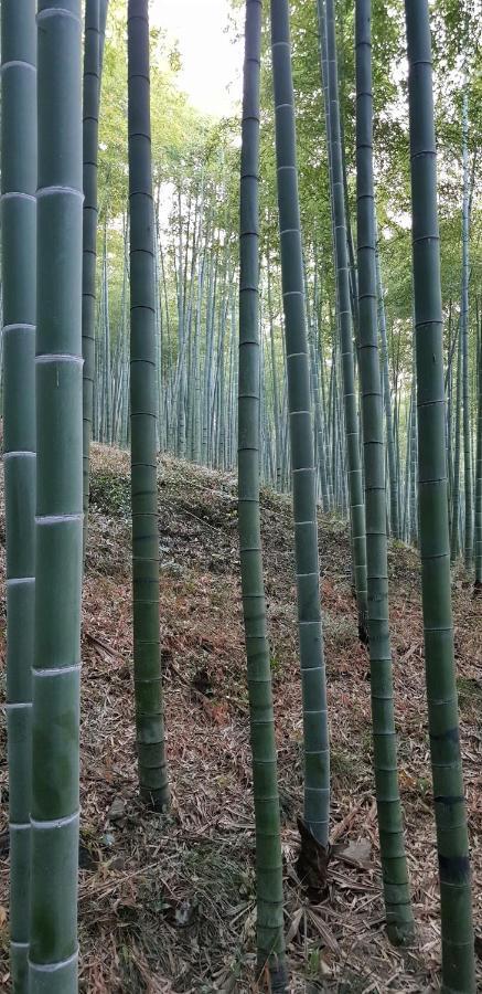 Moganshan Bamboo View Guesthouse Deqing Exterior foto